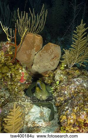Moray eel, Belize. View Large Photo Image Stock Photograph - Moray eel, Belize.. Fotosearch