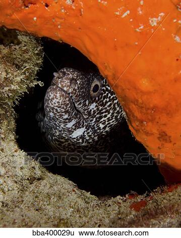 Moray eel peeking its head through a reef in Curacao. View Large Photo Image Stock Photograph - Moray eel peeking its head through a reef in Curacao.. Fotosearch