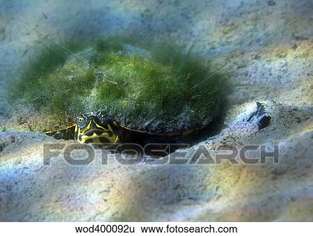 Moss growth on the shell of a map turtle laying on the sandy bottom of Morrison Springs, Florida. View Large Photo Image Stock Photograph - Moss growth on the shell of a map turtle laying on the sandy bottom of Morrison Springs, Florida.. Fotosearch