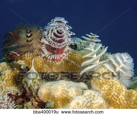 Multiple christmas tree worms, Curacao. View Large Photo Image Stock Photograph - Multiple christmas tree worms, Curacao.. Fotosearch