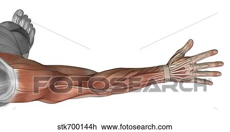 Muscle anatomy of the human arm, posterior view. View Large Illustration Drawing - Muscle anatomy of the human arm, posterior view.. Fotosearch