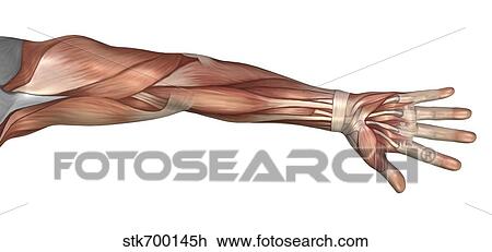 Drawing - Muscle anatomy of the human arm, anterior view.. Fotosearch