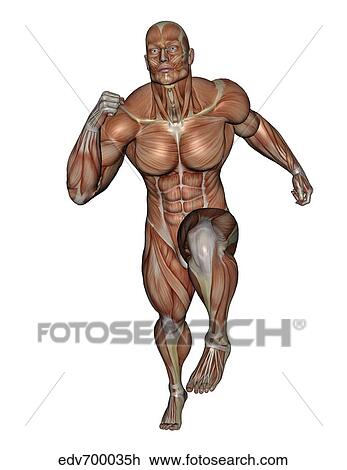 Drawing - Muscular man running.. Fotosearch