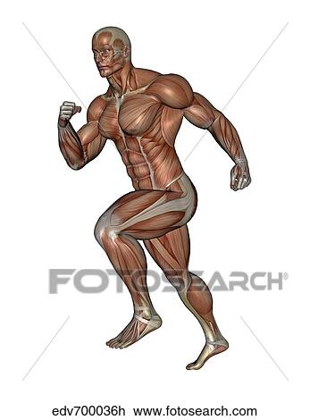 Drawing - Muscular man running.. Fotosearch