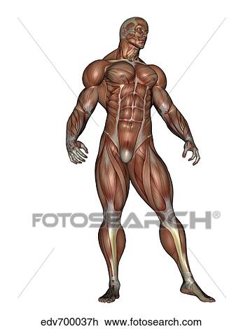 Drawing - Muscular man standing.. Fotosearch