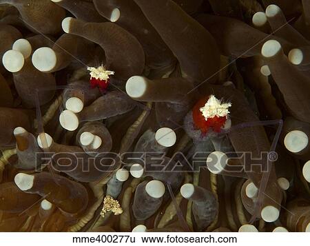 Stock Photograph - Mushroom coral ghost shrimps hiding among tentacles, North Sulawesi.. Fotosearch