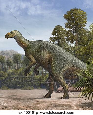 Muttaburrasaurus langdoni in a prehistoric environment. View Large Illustration Stock Illustration - Muttaburrasaurus langdoni in a prehistoric environment.. Fotosearch
