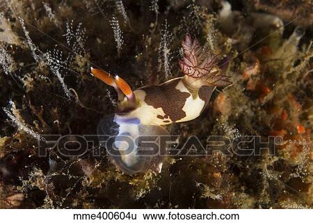 Stock Photograph - Nembrotha chamberlaini with feeding appendage extended.. Fotosearch