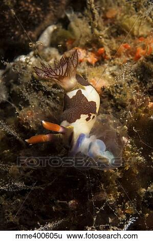 Nembrotha chamberlaini with feeding appendage extended. View Large Photo Image Stock Photograph - Nembrotha chamberlaini with feeding appendage extended.. Fotosearch