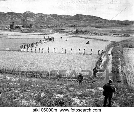 Picture - North Korean prisoners march single file across a rice paddy.. Fotosearch