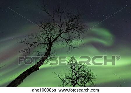 Northern Lights in the arctic wilderness, Nordland, Norway. View Large Photo Image Stock Photograph - Northern Lights in the arctic wilderness, Nordland, Norway.. Fotosearch