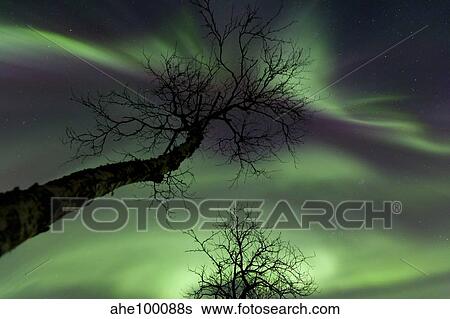 Stock Photograph - Northern Lights in the arctic wilderness, Nordland, Norway.. Fotosearch
