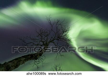 Stock Photograph - Northern Lights in the arctic wilderness, Nordland, Norway.. Fotosearch