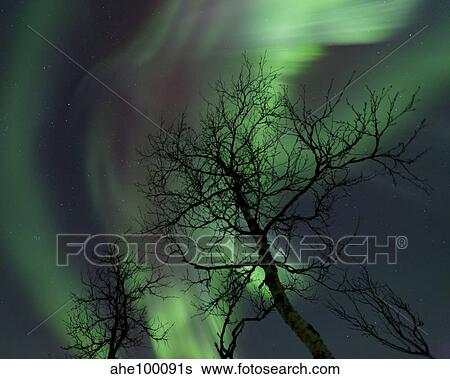 Stock Photograph - Northern Lights in the arctic wilderness, Nordland, Norway.. Fotosearch