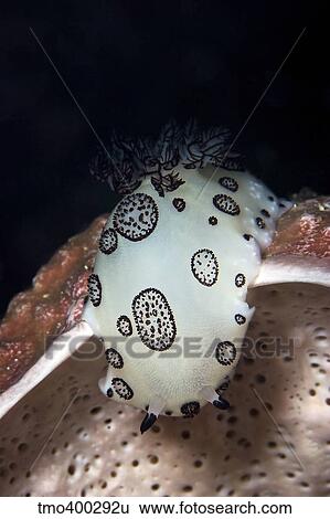 Nudibranch feeding on a sponge, Papua New Guinea. View Large Photo Image Stock Photograph - Nudibranch feeding on a sponge, Papua New Guinea.. Fotosearch