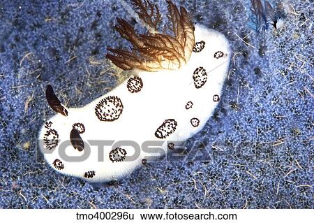 Nudibranch feeding on a sponge, Papua New Guinea. View Large Photo Image Stock Photograph - Nudibranch feeding on a sponge, Papua New Guinea.. Fotosearch