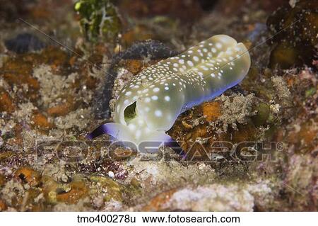 Stock Photograph - Nudibranch feeding on algae, Papua New Guinea.. Fotosearch