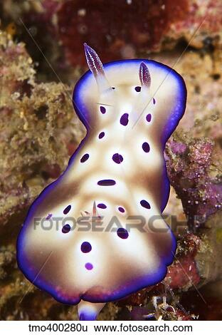 Nudibranch feeding on algae, Papua New Guinea. View Large Photo Image Stock Photograph - Nudibranch feeding on algae, Papua New Guinea.. Fotosearch