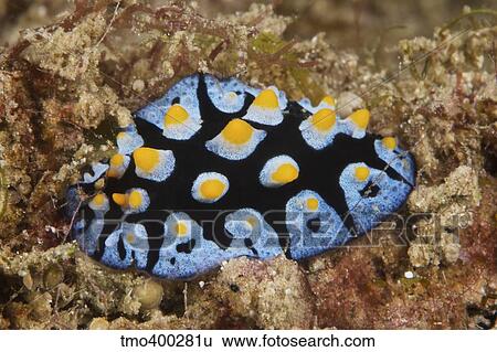 Nudibranch feeding on algae, Papua New Guinea. View Large Photo Image Stock Photograph - Nudibranch feeding on algae, Papua New Guinea.. Fotosearch