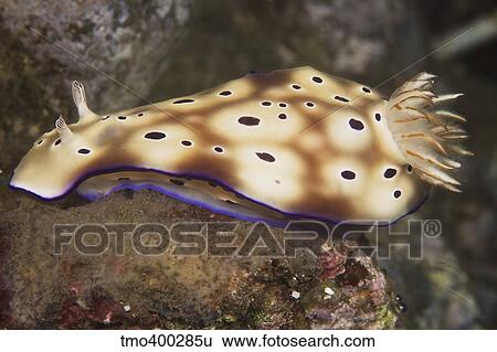 Nudibranch feeding on algae, Papua New Guinea. View Large Photo Image Stock Photograph - Nudibranch feeding on algae, Papua New Guinea.. Fotosearch