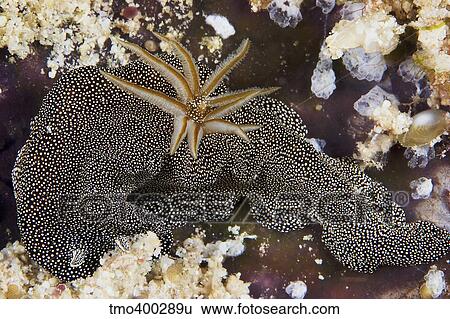 Nudibranch feeding on algae, Papua New Guinea. View Large Photo Image Stock Photograph - Nudibranch feeding on algae, Papua New Guinea.. Fotosearch