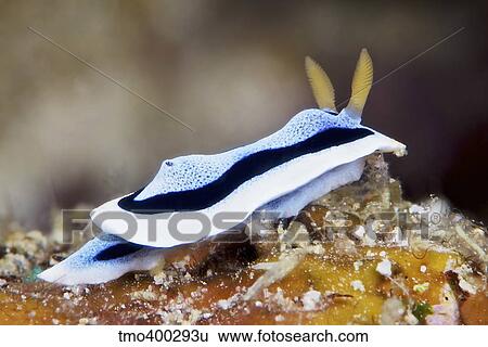 Nudibranch feeding on algae, Papua New Guinea. View Large Photo Image Stock Photograph - Nudibranch feeding on algae, Papua New Guinea.. Fotosearch