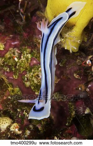 Nudibranch feeding on algae, Papua New Guinea. View Large Photo Image Stock Photograph - Nudibranch feeding on algae, Papua New Guinea.. Fotosearch