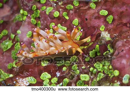 Nudibranch feeding on algae, Papua New Guinea. View Large Photo Image Stock Photograph - Nudibranch feeding on algae, Papua New Guinea.. Fotosearch