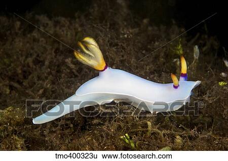 Nudibranch feeding on algae, Papua New Guinea. View Large Photo Image Stock Photograph - Nudibranch feeding on algae, Papua New Guinea.. Fotosearch
