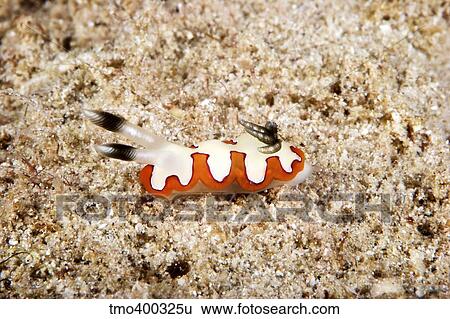 Nudibranch feeding on algae, Papua New Guinea. View Large Photo Image Stock Photograph - Nudibranch feeding on algae, Papua New Guinea.. Fotosearch