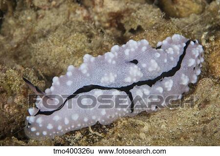 Nudibranch feeding on algae, Papua New Guinea. View Large Photo Image Stock Photograph - Nudibranch feeding on algae, Papua New Guinea.. Fotosearch