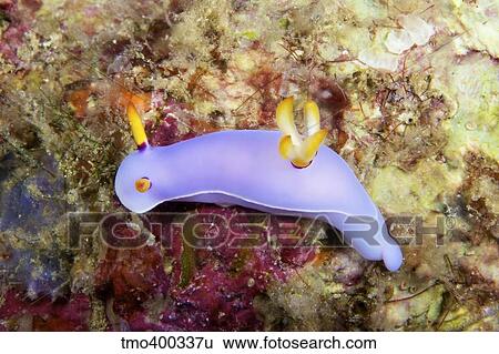 Nudibranch feeding on algae, Papua New Guinea. View Large Photo Image Stock Photograph - Nudibranch feeding on algae, Papua New Guinea.. Fotosearch