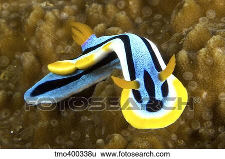 Nudibranch feeding on algae, Papua New Guinea. View Large Photo Image Stock Photograph - Nudibranch feeding on algae, Papua New Guinea.. Fotosearch
