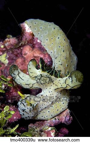 Nudibranch feeding on algae, Papua New Guinea. View Large Photo Image Stock Photograph - Nudibranch feeding on algae, Papua New Guinea.. Fotosearch