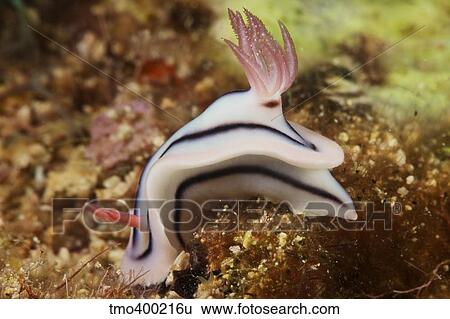 Stock Photograph - Nudibranch feeding on the reef, Fiji.. Fotosearch