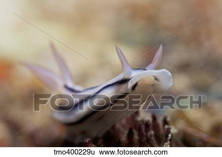 Stock Photograph - Nudibranch feeding on the reef, Fiji.. Fotosearch