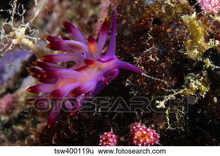 Nudibranch, Fiji. View Large Photo Image Stock Photograph - Nudibranch, Fiji.. Fotosearch