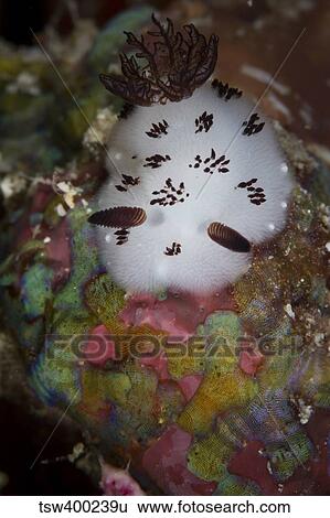 Nudibranch in Raja Ampat, Indonesia. View Large Photo Image Stock Photograph - Nudibranch in Raja Ampat, Indonesia.. Fotosearch