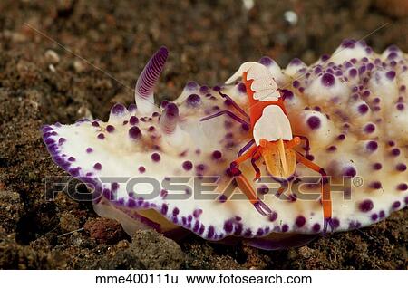 Stock Photograph - Nudibranch with orange emperor shrimp, Bali, Indonesia.. Fotosearch
