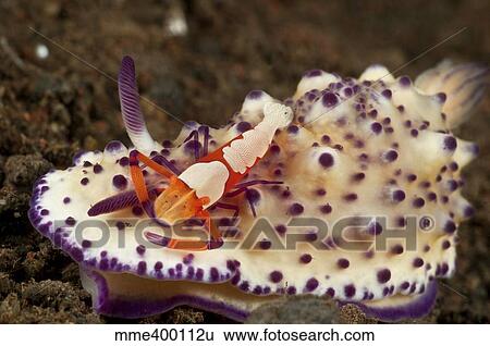 Nudibranch with orange emperor shrimp, Bali, Indonesia. View Large Photo Image Stock Photograph - Nudibranch with orange emperor shrimp, Bali, Indonesia.. Fotosearch