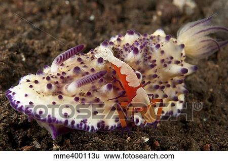 Nudibranch with orange emperor shrimp, Bali, Indonesia. View Large Photo Image Stock Photograph - Nudibranch with orange emperor shrimp, Bali, Indonesia.. Fotosearch