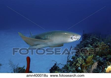 Nurse shark with a deformed lip from a hook. View Large Photo Image Stock Photograph - Nurse shark with a deformed lip from a hook.. Fotosearch