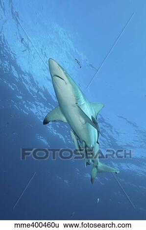 Oceanic blacktip shark with remora and pilot fish, Aliwal Shoal, South Africa. View Large Photo Image Stock Photograph - Oceanic blacktip shark with remora and pilot fish, Aliwal Shoal, South Africa.. Fotosearch
