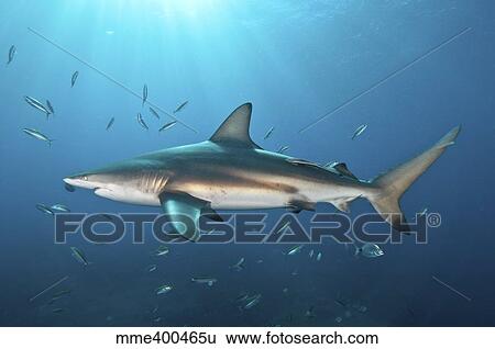 Oceanic blacktip shark with remora in the waters of Aliwal Shoal, South Africa. View Large Photo Image Stock Photograph - Oceanic blacktip shark with remora in the waters of Aliwal Shoal, South Africa.. Fotosearch