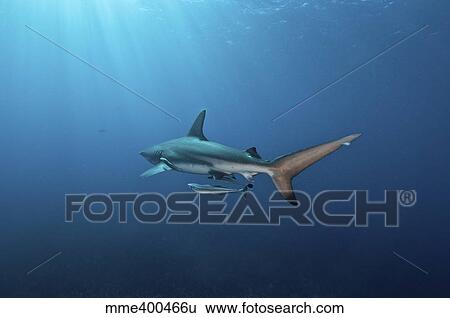 Oceanic blacktip shark with remora in the waters of Aliwal Shoal, South Africa. View Large Photo Image Stock Photograph - Oceanic blacktip shark with remora in the waters of Aliwal Shoal, South Africa.. Fotosearch