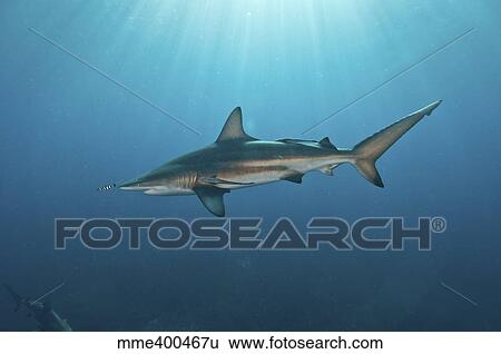 Stock Photograph - Oceanic blacktip shark with remora in the waters of Aliwal Shoal, South Africa.. Fotosearch
