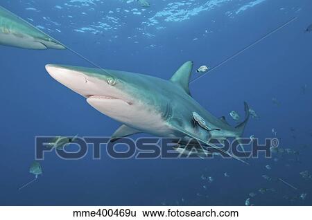 Oceanic blacktip shark with remora in the waters of Aliwal Shoal, South Africa. View Large Photo Image Stock Photograph - Oceanic blacktip shark with remora in the waters of Aliwal Shoal, South Africa.. Fotosearch