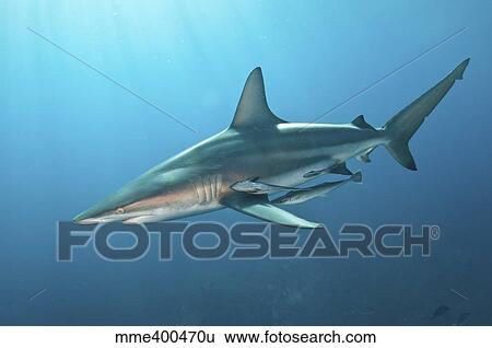 Stock Photograph - Oceanic blacktip shark with remora in the waters of Aliwal Shoal, South Africa.. Fotosearch