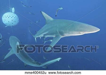 Oceanic blacktip sharks fighting for food near a bait ball filled with sardines View Large Photo Image Stock Photograph - Oceanic blacktip sharks fighting for food near a bait ball filled with sardines. Fotosearch