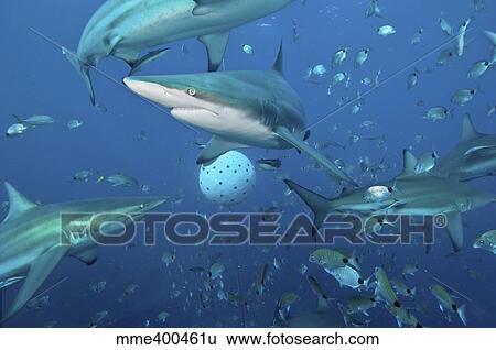 Oceanic blacktip sharks fighting for food near a bait ball filled with sardines View Large Photo Image Stock Photograph - Oceanic blacktip sharks fighting for food near a bait ball filled with sardines. Fotosearch